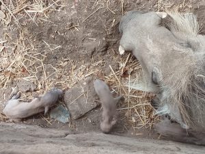 Newborn warthog piglets.